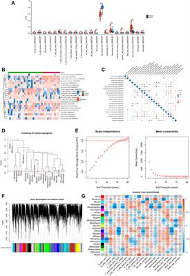 Integrating RNA-seq and scRNA-seq to explore the mechanism of macrophage ferroptosis associated with COPD